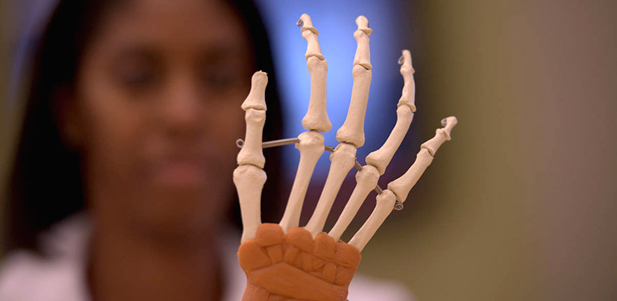 Student examining a model of the human hand