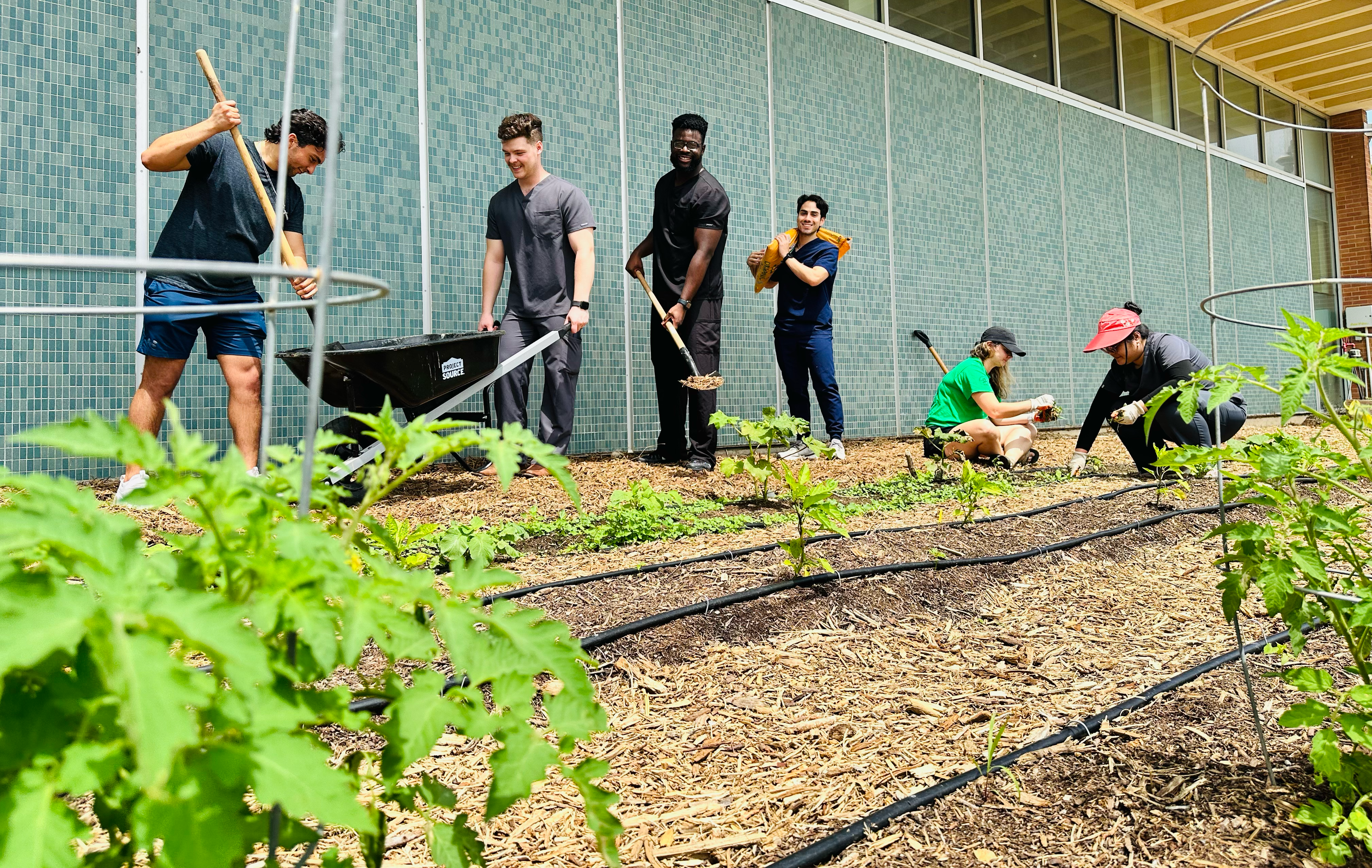UIWSOm students harvesting vegetables in the community garden